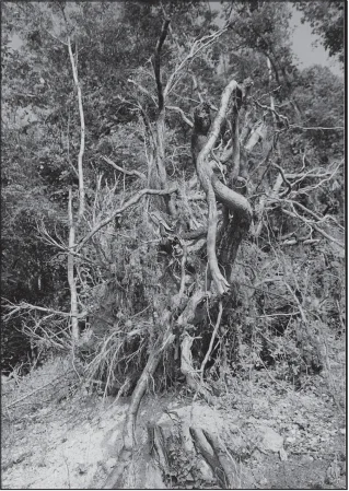 Paprastojo ąžuolo šaknų sistema (Čermák P., Fér F. Journal of Forest Science, 2007 m.).