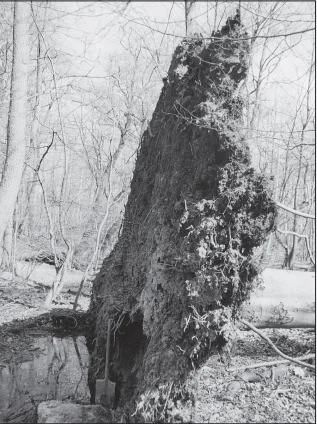 Buko šaknų sistema (Čermák P., Fér F. Journal of Forest Science, 2007 m.).